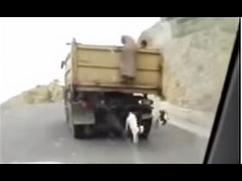 بالفيديو رجلان يتسلقان سيارة ويسرقان 5 معزات