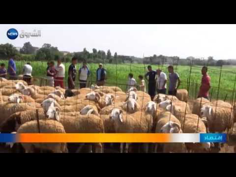 شاهد أسعار الأضاحي ستنخفض مع نهاية الأسبوع