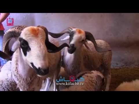 تعرف على معاناة بائعي الأضاحي مع الصنك في كازا