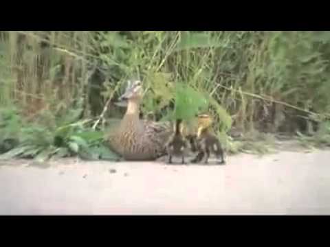 إنقاذ صغار بطة سقطوا في بالوعة