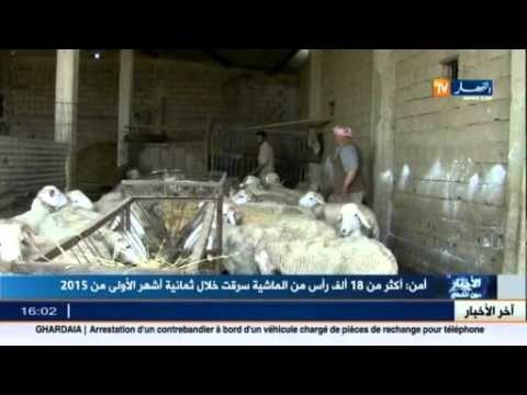 سرقة أكثر من 18 ألف رأس من الماشية