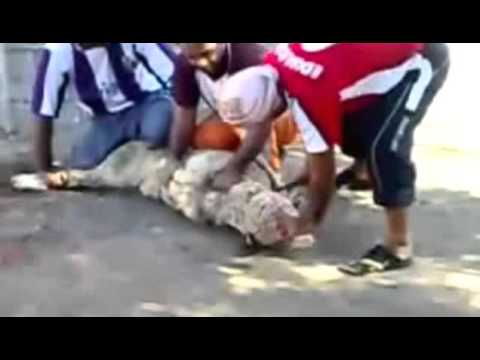 بالفيديو هروب خروف بعد الذبح