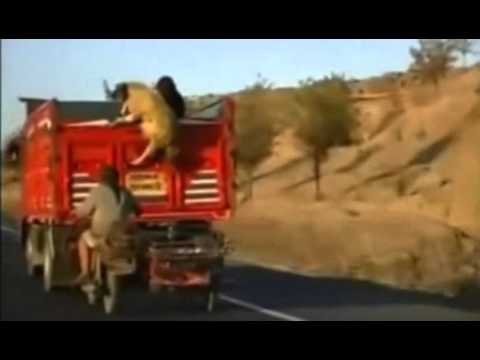 شاهد الحصول على كبش العيد دون مال