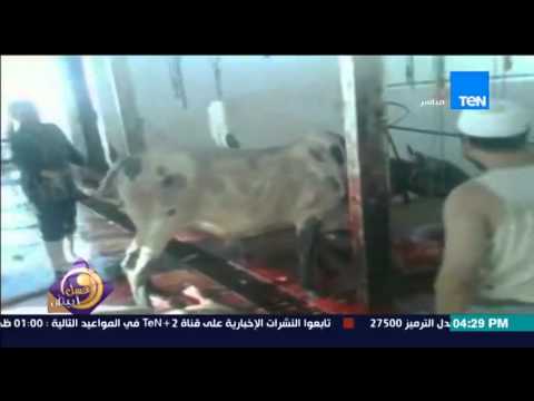 جزار يذبح عجلًا على أغنية بشويش عليا