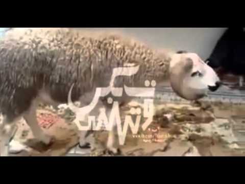 شاهد لحظة اقدام خروف على الانتحار في المغرب