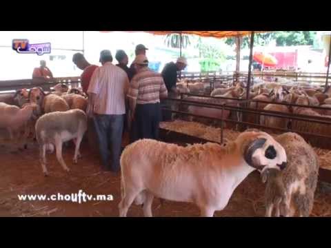 الطريقة الصحية المثلي لأكل الحولي