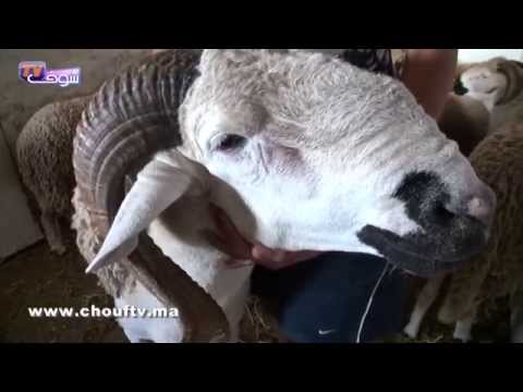 فيديو أكبر حولي ب 160 ألف ريال في السوق