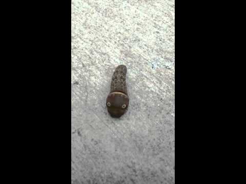 بالفيديو يرقة فراشة أميركية لها فم وعيون غريبة