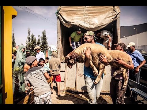 شاهد سوق الأغنام في القنيطرة