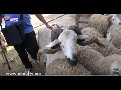 أكبر حولي على مستوى كازا أنفا