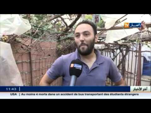 شاهد الأحياء الشعبية نكهة فريدة لعيد الأضحى في الجزائر