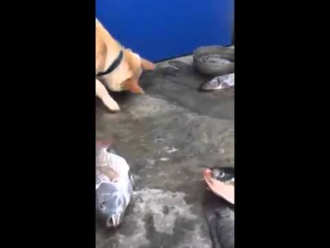 كلب يحاول  انعاش  الاسماك برش الماء علي وجهها