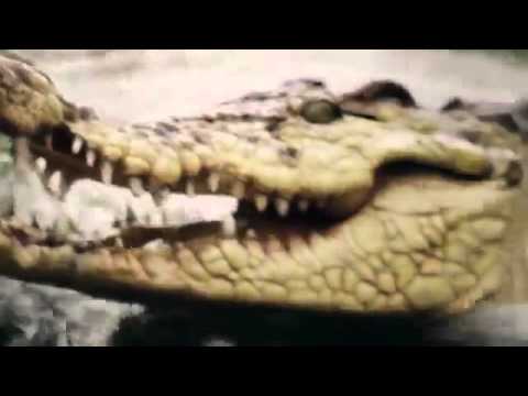 بالفيديو الرئيس الشيشاني يصطاد تمساحا ضخما