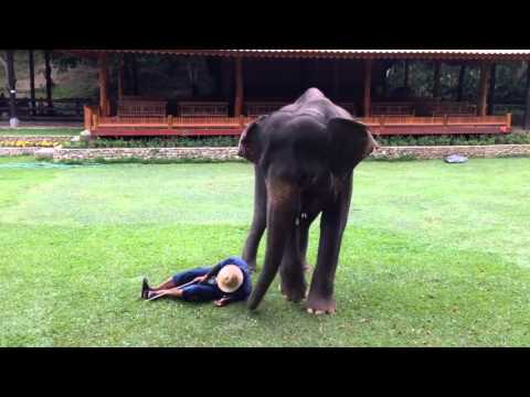 فيل يسرع راكعا إذا شعر بسقوط مدربه على الأرض