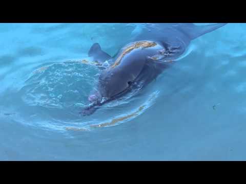 دولفين “سكران” يعض لسانه أمام السياح في استراليا