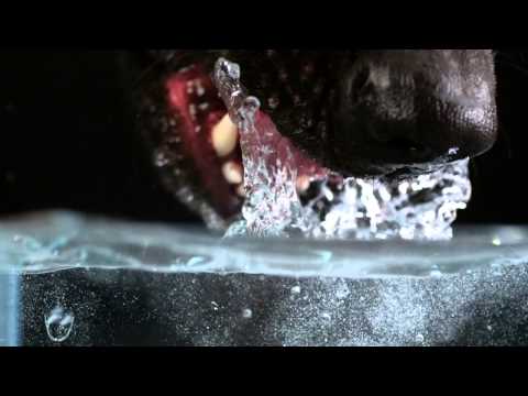 شاهد جلسة تصوير لكلب يشرب المياه