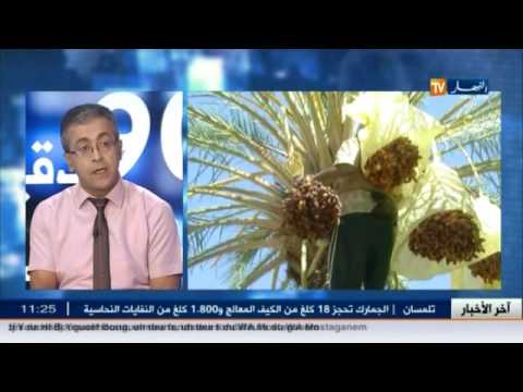 شاهد غمري يتحدث عن كمية إنتاج التمور في الجزائر