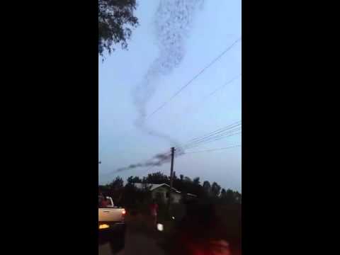 شاهد سرب ضخم من الخفافيش يصنع قطارًا