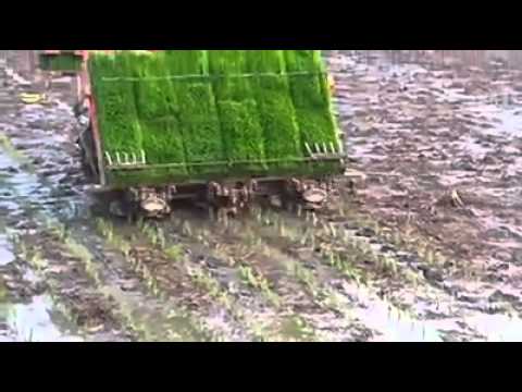 شاهد كيفية زراعة الأزر في كوريا