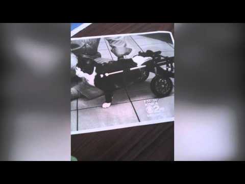 شاهد إنقاذ قطة مشلولة وصناعة عربة كارو لها