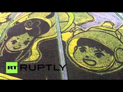 شاهد حقل فيه 7 أنواع من الأرز ضمن موسوعة جينيس