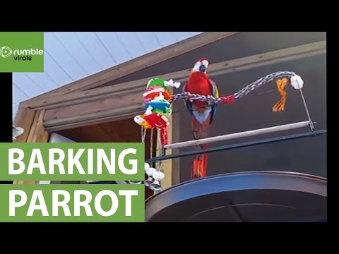 شاهد ببغاء يستطيع تقليد صوت صديقه الكلب