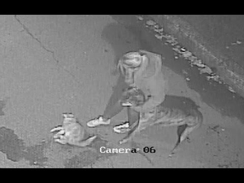 شاهد كلب يقتل قطة مسنة أمام منزلها