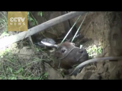 شاهد فريق إنقاذ صيني ينتشل بقرة من أحد الآبار