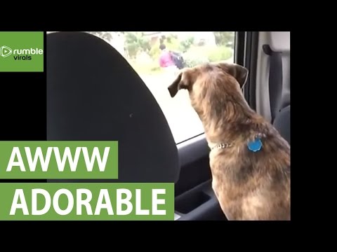 شاهد كلب يبكي كلما ذهب صديقه للمدرسة