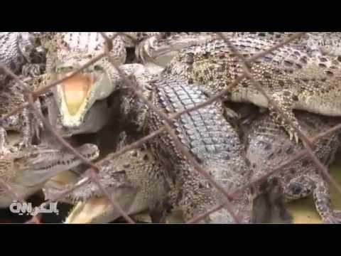 شاهد سجن في أندونيسيا بحراسة التماسيح