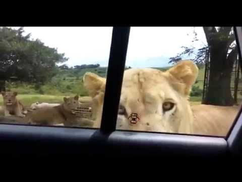 شاهد لحظة مهاجمة أسود لسياح داخل سيارة