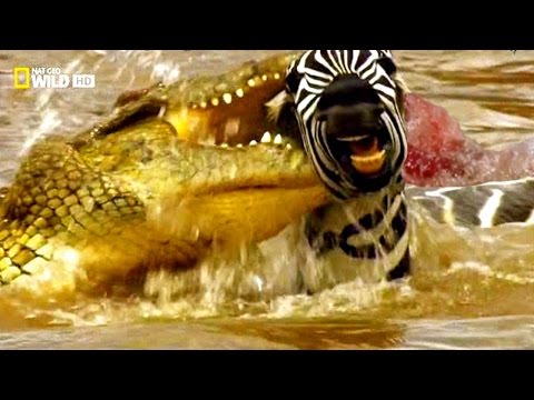 أخطر الهجمات المفترسة للحيوانات