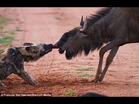 اقوى مقاطع هجوم الكلاب البرية على الحيوانات