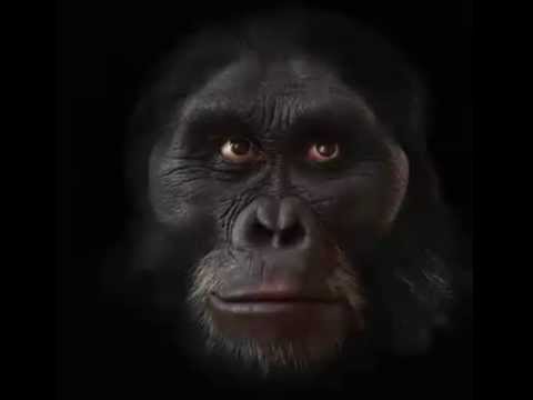 شاهد فنان أميركي يعرض تطور الوجه البشري خلال 6 ملايين عام