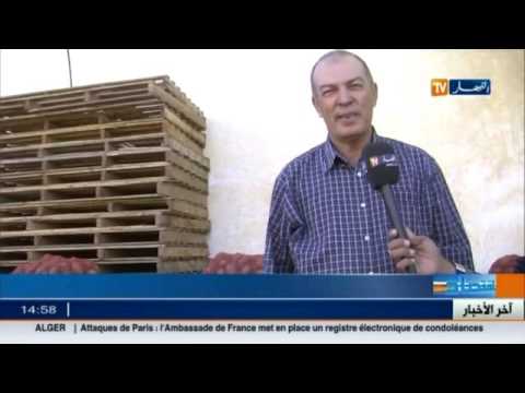 شاهد ولاية سيدي بلعباس تشهد إنتاجًا وفيرًا من البطاطا