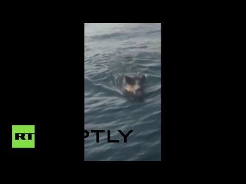 بالفيديو خنزير بري يسبح في مضيق البوسفور