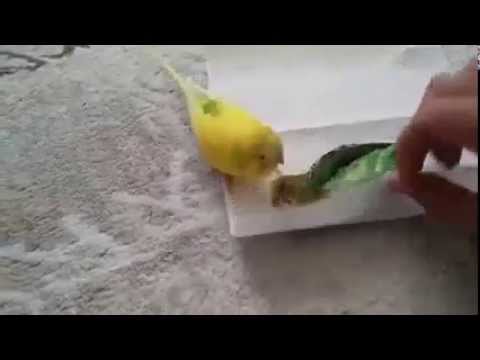 طائر يندب رفيقه النافق