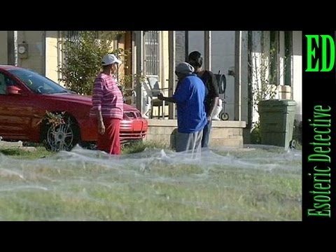 شاهد الآف العناكب تهرب من حديقة حيوان