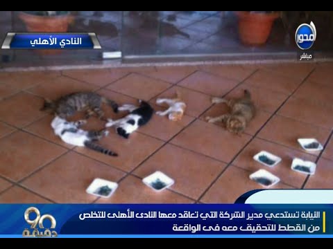 شاهد منتقبة تؤدي حركة غريبة لـ وقفة مذبحة القطط