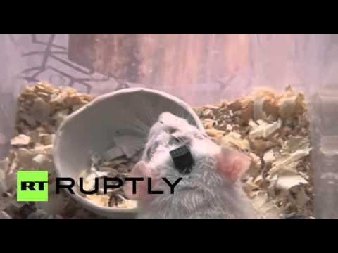 علماء روس يجرون بحوثا مع جرذان