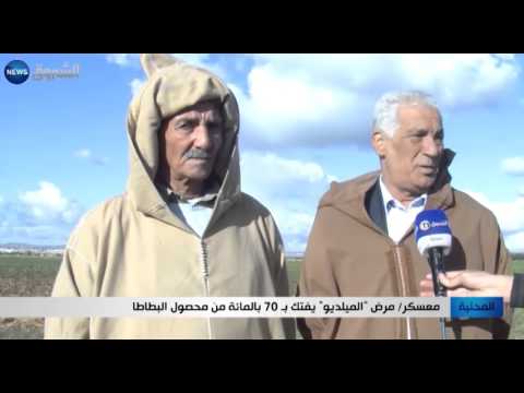 مرض الميلديو يفتك بـ70 بالمائة من محصول البطاطا في معسكر