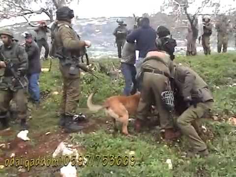 شاهد كلاب الاحتلال الإسرائيلي تهاجم الفلسطينيين العزل