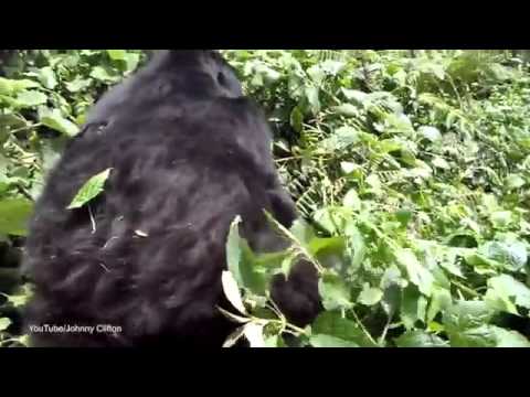 شاهد غوريلا تلقن سائح درسًا قاسيًا لمحاولته تصوير صغيرها