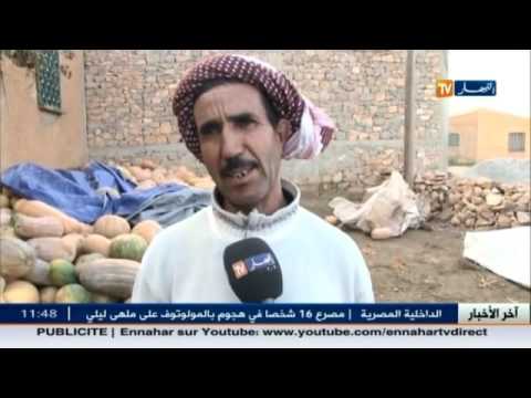 شاهد تلف مئات القناطير من اليقطين