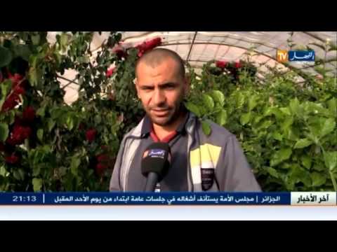 شاهد تسميات شعبية للنباتات في الجزائر