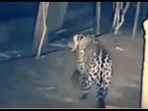 نمر يتسلل لمنطقة سكنية ويختطف “كلب” بفمه