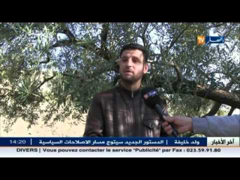 إنتاج زيتون برج بوعريريج هذا الموسم رهن فترة الجفاف وندرة المياه