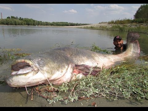 شاهد إيطالى يصطاد قرموط وزنه 120 كيلوفرام