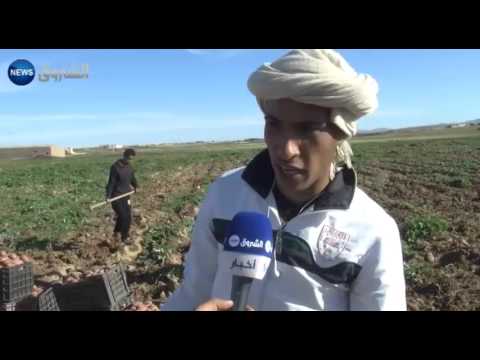 بالفيديو منتوج البطاطا مهدد بالتلف والفلاحون يعانون من التسويق