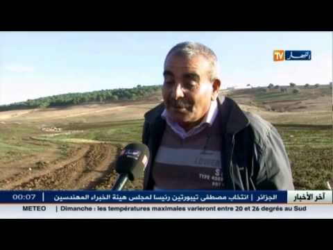 شاهد تأخر تساقط الأمطار يرهن مستقبل شعبة إنتاج الحبوب